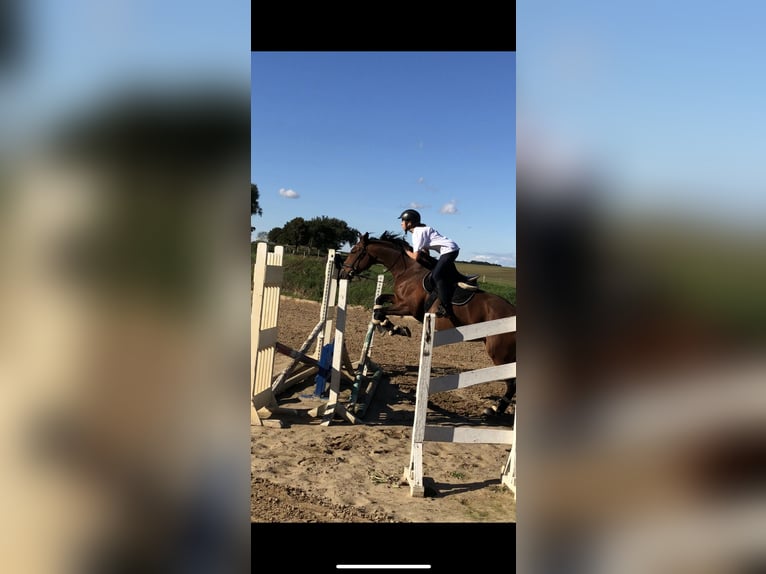 Caballo Letón Yegua 17 años 164 cm Castaño in Hohen Sprenz