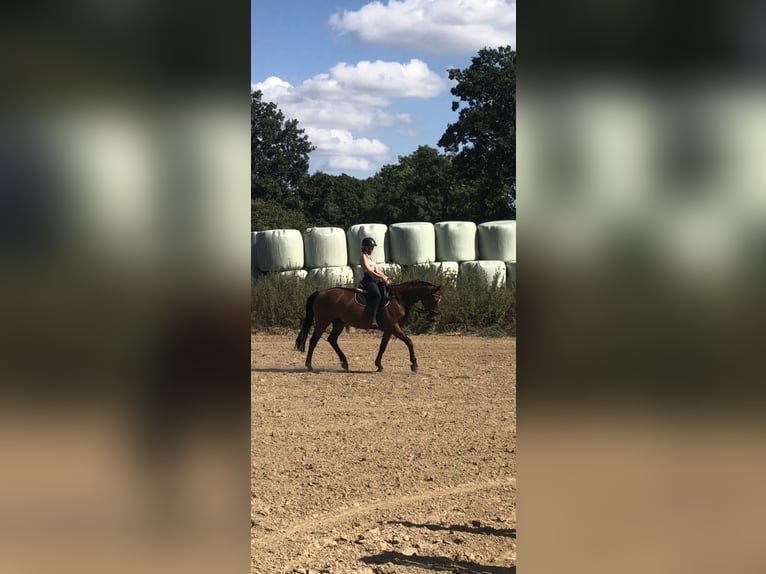 Caballo Letón Yegua 17 años 164 cm Castaño in Hohen Sprenz