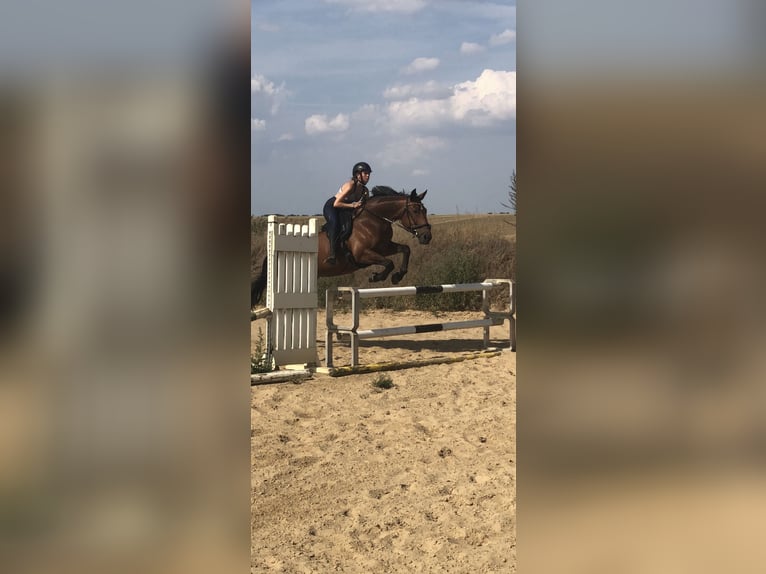 Caballo Letón Yegua 17 años 164 cm Castaño in Hohen Sprenz