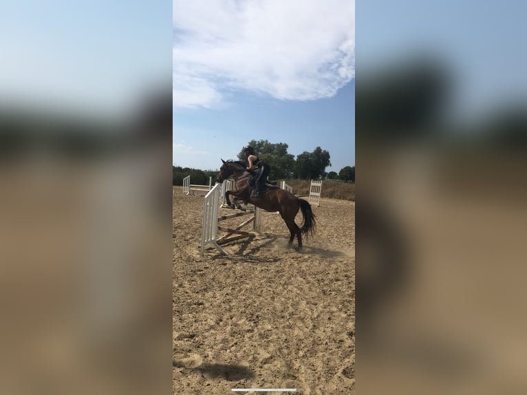 Caballo Letón Yegua 17 años 164 cm Castaño in Hohen Sprenz