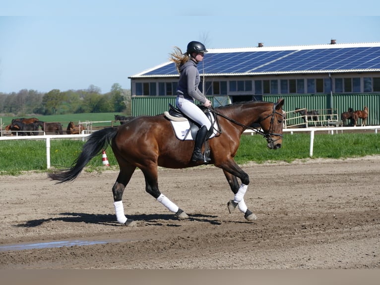 Caballo Letón Yegua 17 años 167 cm Castaño in Ganschow