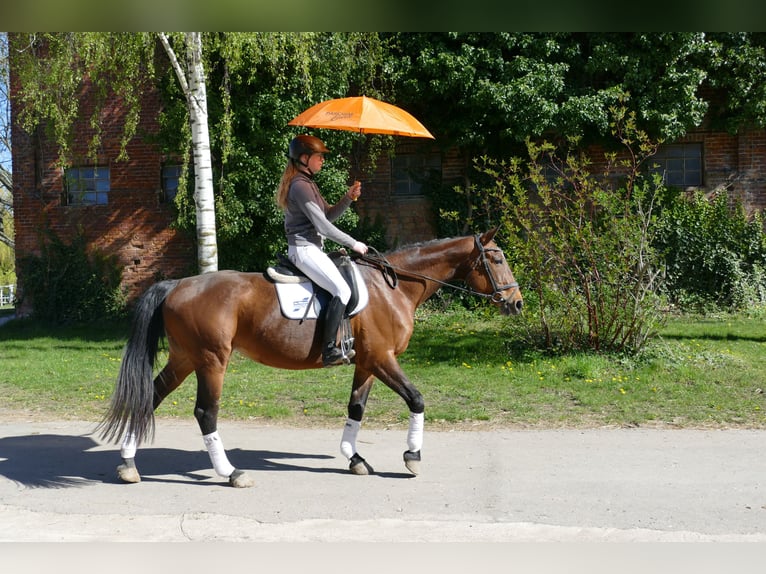 Caballo Letón Yegua 17 años 167 cm Castaño in Ganschow