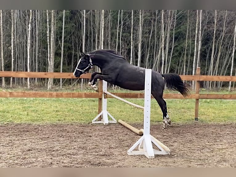 Caballo Letón Yegua 2 años 165 cm Negro in Augšdaugavas novads