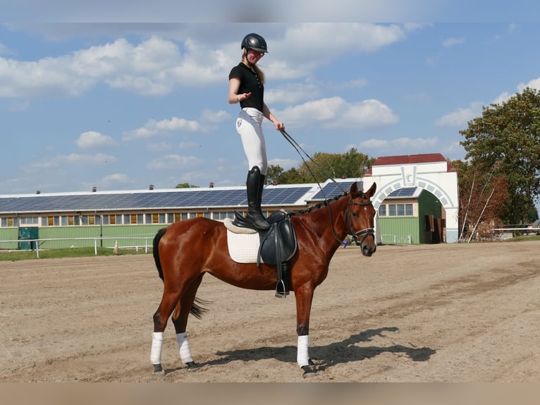 Caballo Letón Yegua 4 años 152 cm Castaño in Ganschow