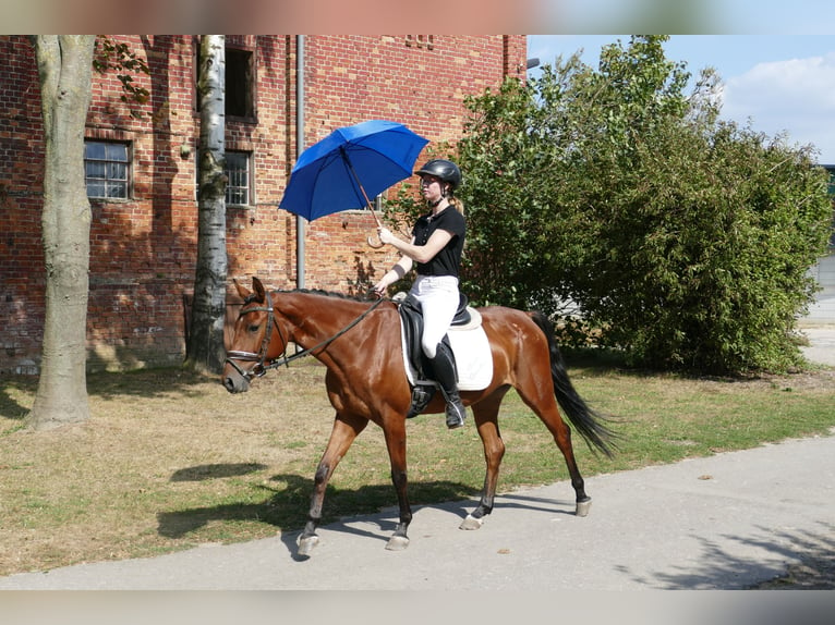 Caballo Letón Yegua 4 años 152 cm Castaño in Ganschow