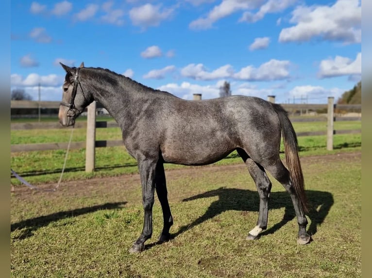 Caballo Letón Yegua 4 años 160 cm Tordo rodado in Giebelstadt