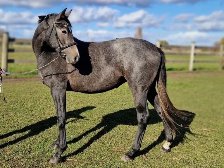 Caballo Letón Yegua 4 años 162 cm Tordo rodado in Giebelstadt