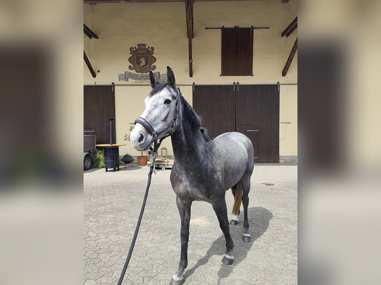 Caballo Letón Yegua 4 años 163 cm Tordo rodado in Giebelstadt