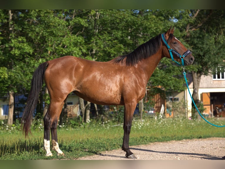 Caballo Letón Yegua 4 años Castaño rojizo in Daugavpils