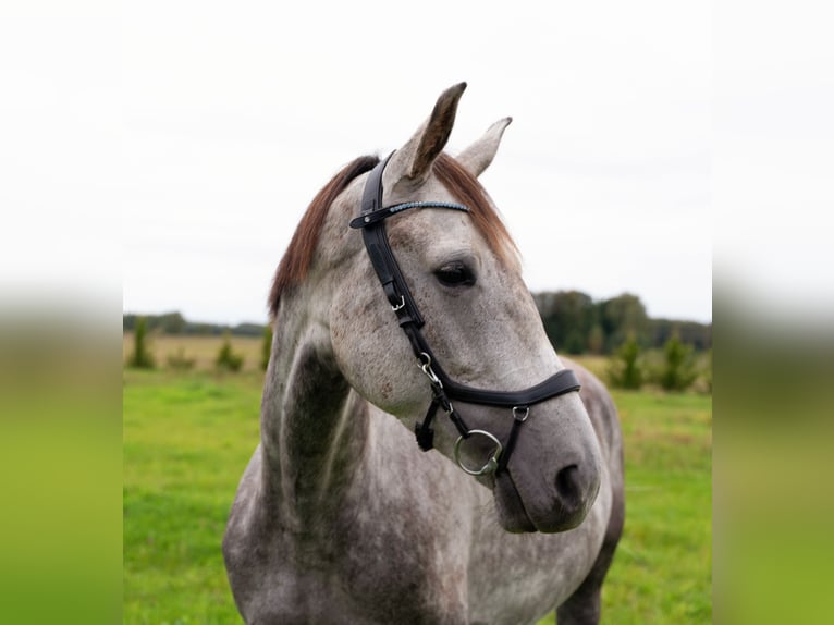 Caballo Letón Yegua 5 años 165 cm Tordo in Jelgavas novads