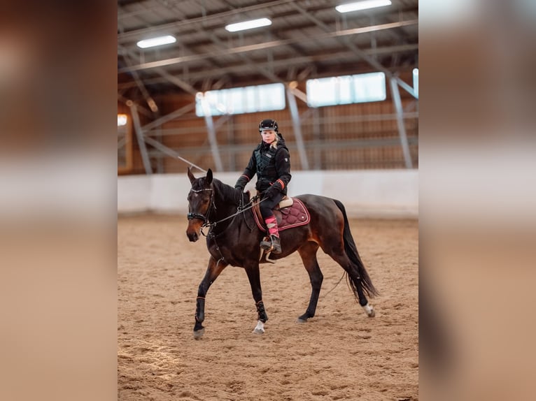 Caballo Letón Yegua 6 años 165 cm Castaño oscuro in Helsinki