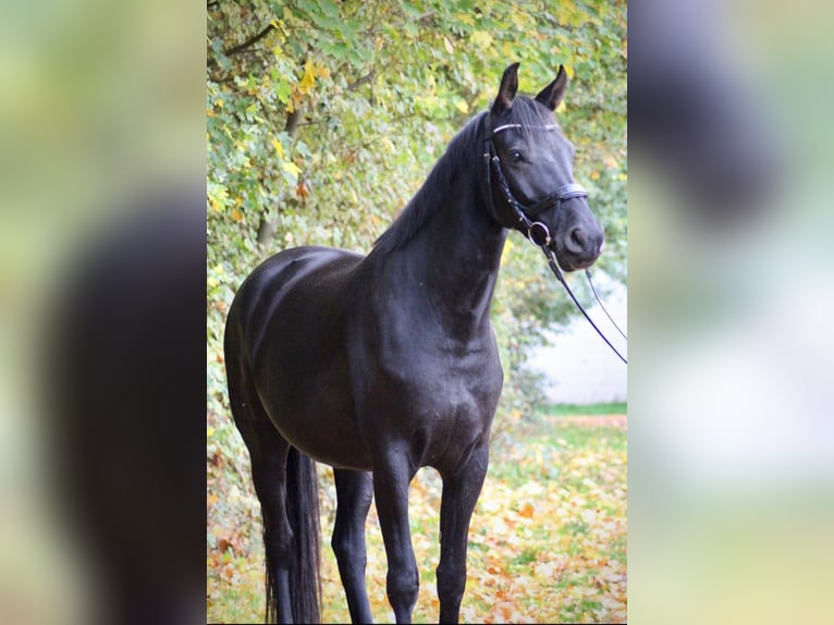 Caballo Letón Yegua 6 años 167 cm Negro in Egelsbach