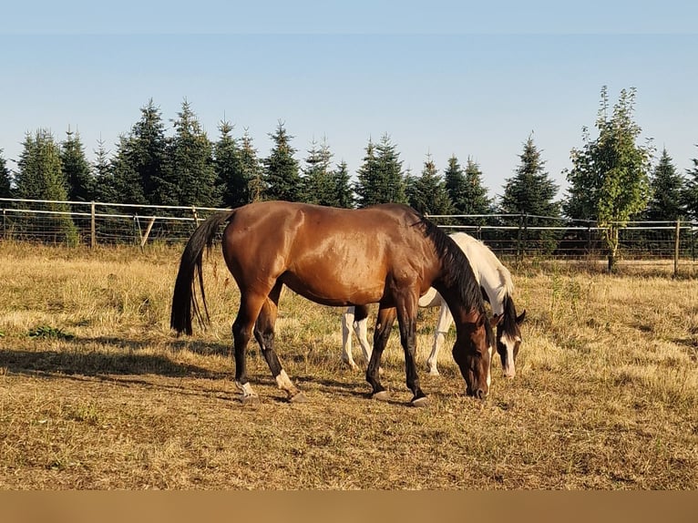 Caballo Letón Yegua 6 años 169 cm Castaño in Krümmel