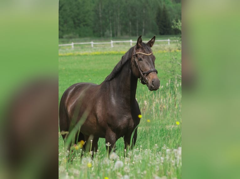 Caballo Letón Yegua 6 años 170 cm Castaño oscuro in Ķeipene