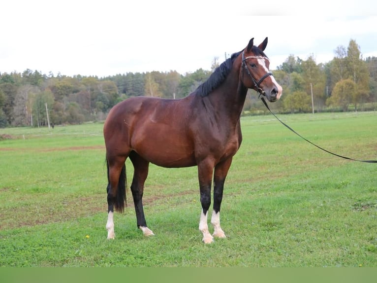 Caballo Letón Yegua 6 años 170 cm Castaño rojizo in Vāverkrogs