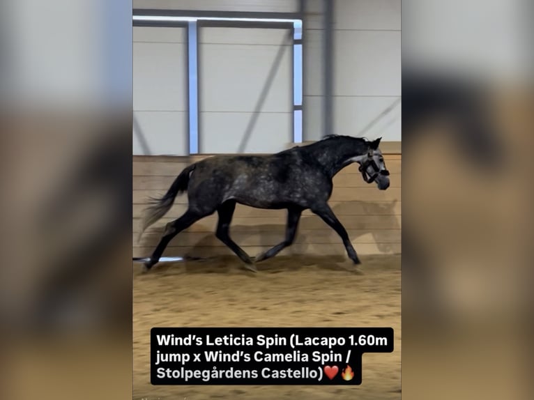 Caballo Letón Yegua 6 años 171 cm Tordo in Jaworze