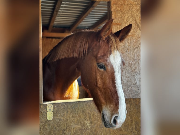 Caballo Letón Yegua 7 años 165 cm Alazán in Egelsbach
