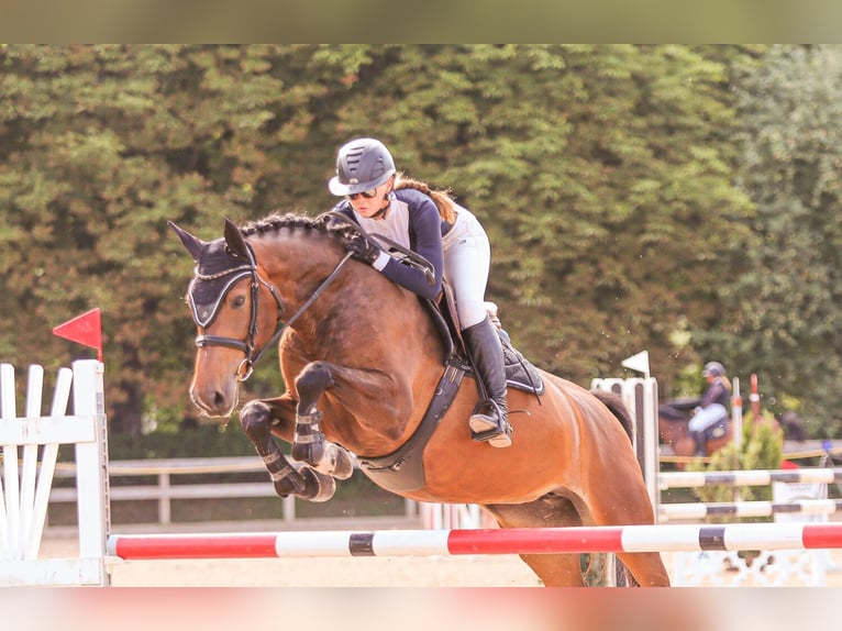 Caballo Letón Yegua 7 años 166 cm Castaño in Wächtersbach