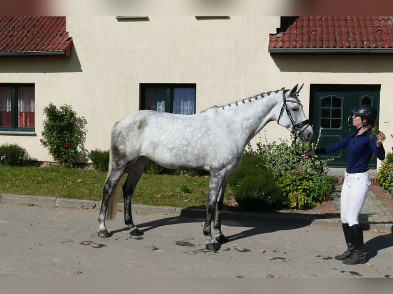 Caballo Letón Yegua 7 años 169 cm Tordo in Ganschow