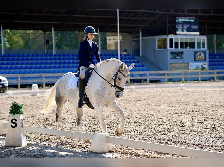 Caballo Letón Mestizo Yegua 8 años 161 cm Tordo ruano in Riga