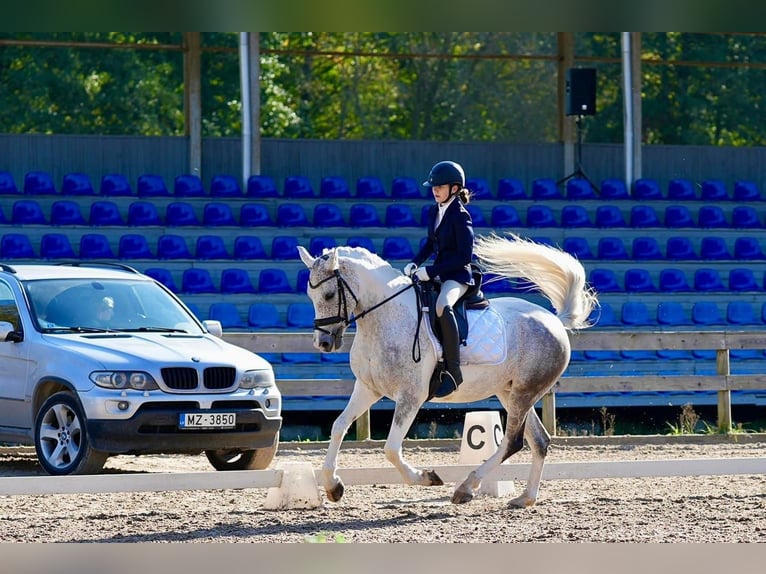 Caballo Letón Mestizo Yegua 8 años 161 cm Tordo ruano in Riga