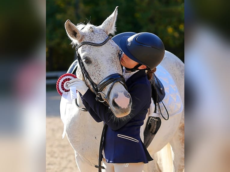 Caballo Letón Mestizo Yegua 8 años 161 cm Tordo ruano in Riga