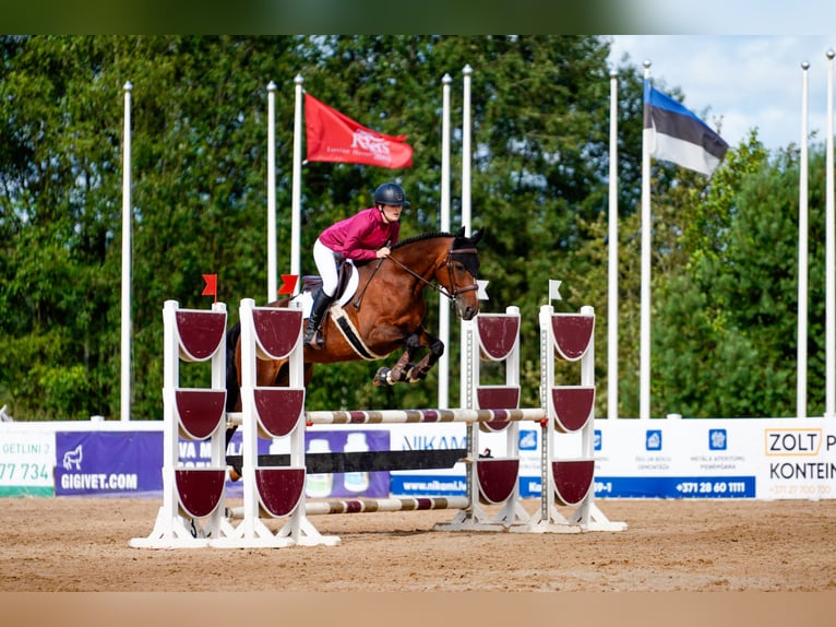 Caballo Letón Yegua 8 años 163 cm Castaño rojizo in Sigulda