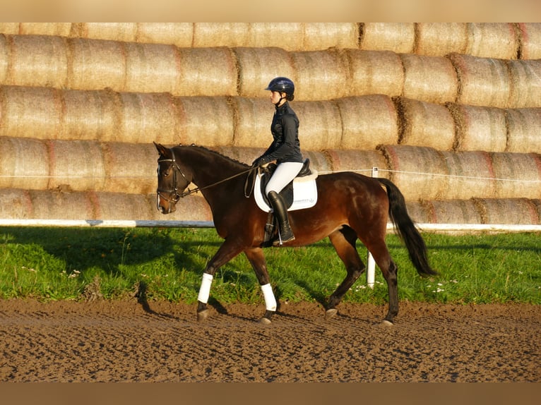 Caballo Letón Yegua 8 años 165 cm Castaño oscuro in Ganschow