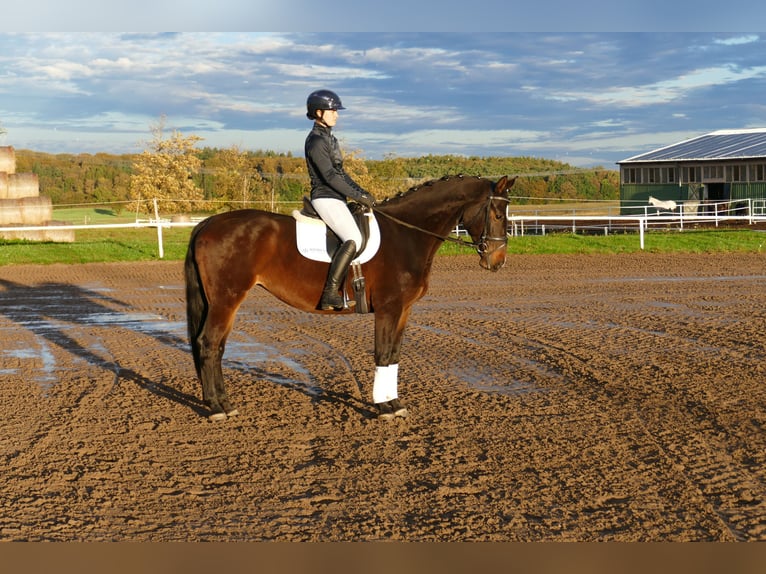 Caballo Letón Yegua 8 años 165 cm Castaño oscuro in Ganschow