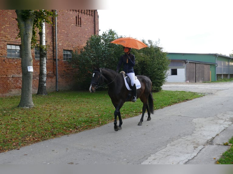 Caballo Letón Yegua 8 años 165 cm Castaño oscuro in Ganschow