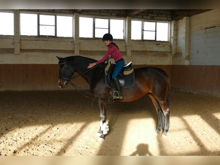 Caballo Letón Yegua 8 años 165 cm Castaño oscuro in Ganschow