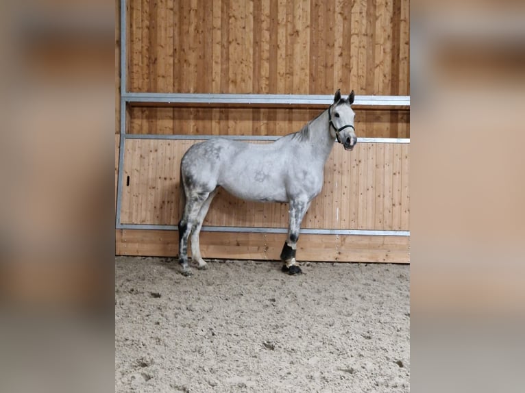 Caballo Letón Yegua 8 años 170 cm Tordo in Olching