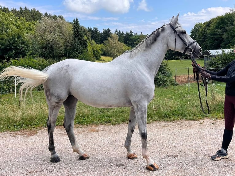 Caballo Letón Yegua 8 años 170 cm Tordo in Olching