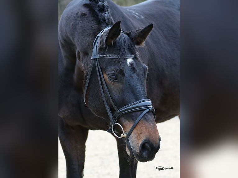 Caballo ruso Caballo castrado 10 años 165 cm Castaño oscuro in Schlatt