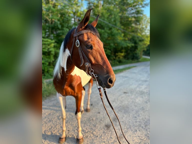 Caballo ruso Caballo castrado 4 años 152 cm Castaño rojizo in Whitley City, ky