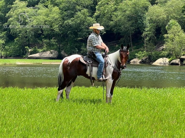 Caballo ruso Caballo castrado 4 años 152 cm Castaño rojizo in Whitley City, ky