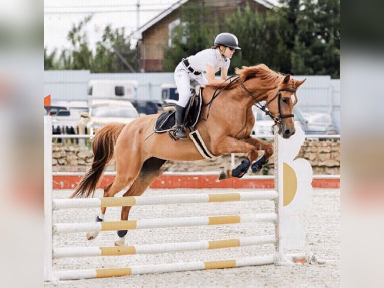 Caballo ruso Caballo castrado 5 años 162 cm Alazán-tostado in &#1041;&#1080;&#1089;&#1077;&#1088;&#1086;&#1074;&#1086;