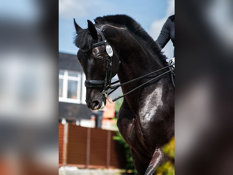 Caballo ruso Semental 16 años 170 cm Negro in Bishkek