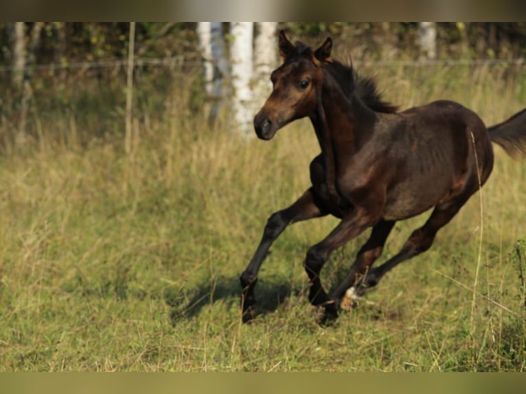 Caballo ruso Semental 1 año Castaño in &#1041;&#1086;&#1083;&#1100;&#1096;&#1086;&#1077; &#1057;&#1077;&#1083;&#1086;