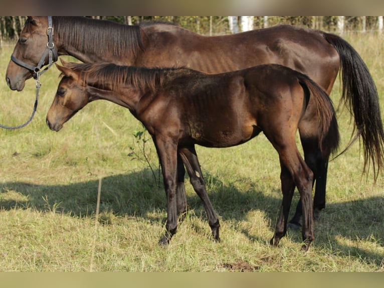 Caballo ruso Semental 1 año Castaño in &#1041;&#1086;&#1083;&#1100;&#1096;&#1086;&#1077; &#1057;&#1077;&#1083;&#1086;