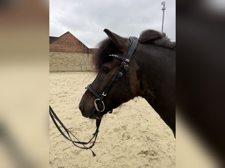 Caballos islandeses Caballo castrado 10 años 132 cm Negro in Lippstadt