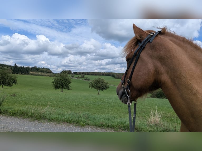 Caballos islandeses Caballo castrado 10 años 137 cm Bayo in Lindlar