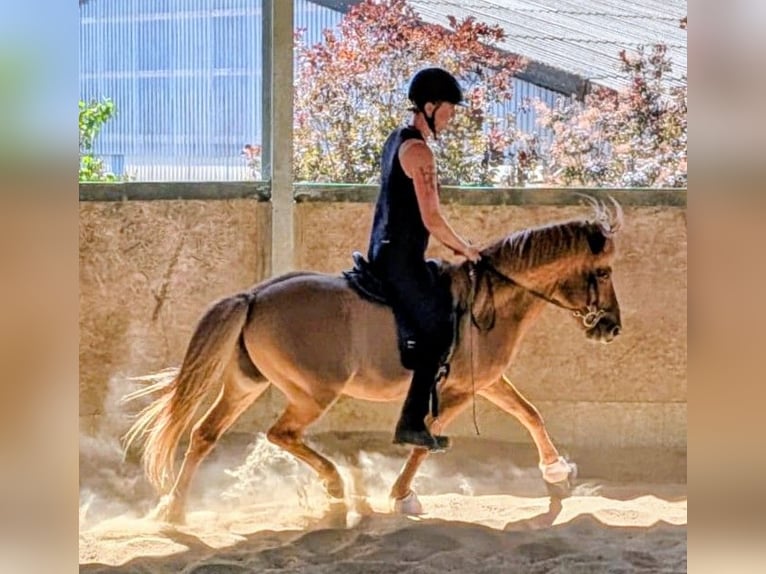 Caballos islandeses Caballo castrado 10 años 137 cm Bayo in Lindlar