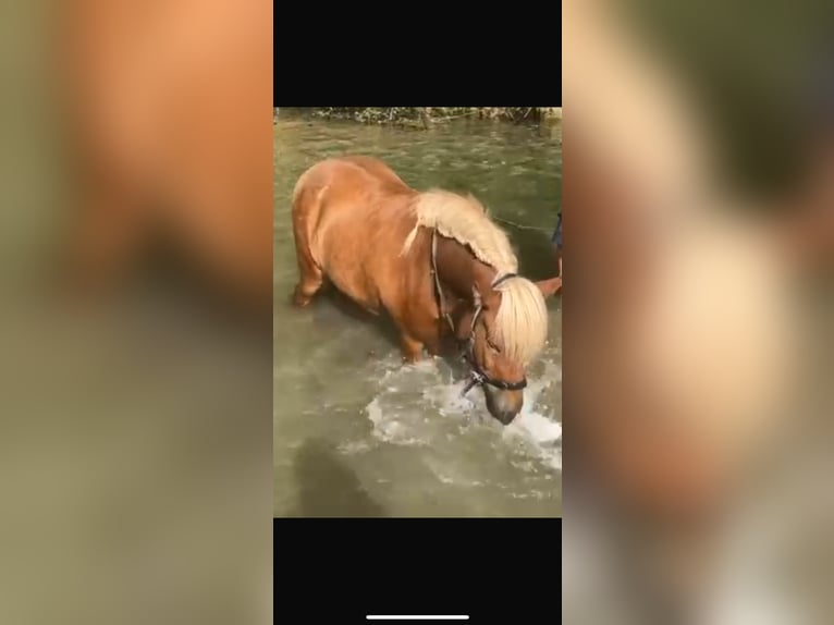 Caballos islandeses Caballo castrado 10 años 138 cm Alazán in Immenstadt im Allg&#xE4;u