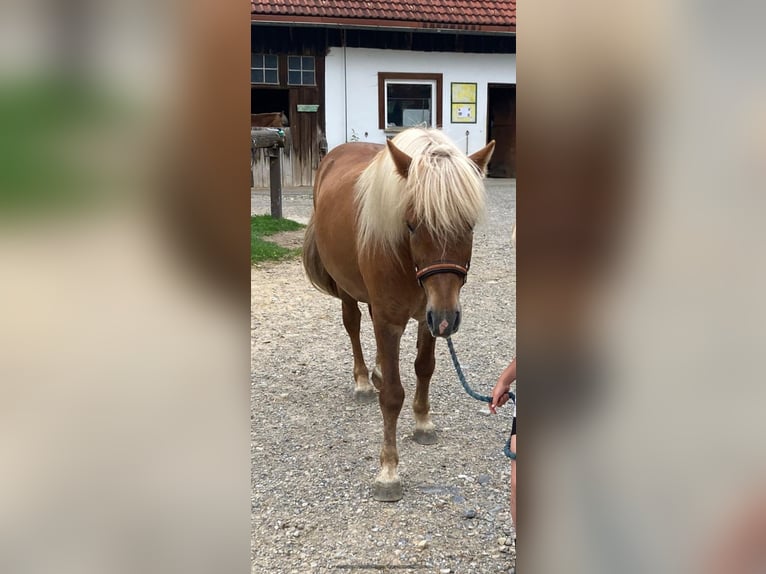 Caballos islandeses Caballo castrado 10 años 138 cm Alazán in Immenstadt im Allg&#xE4;u