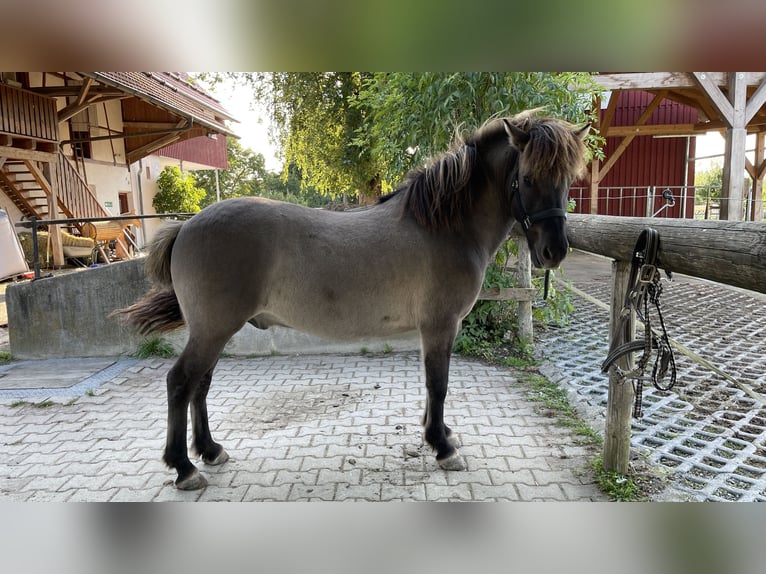 Caballos islandeses Caballo castrado 10 años 138 cm in Ravensburg Dürnast