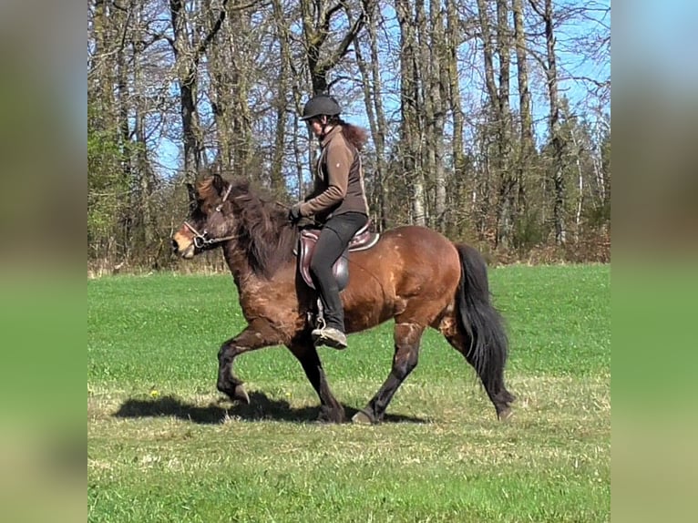 Caballos islandeses Caballo castrado 10 años 138 cm Castaño in Friesenhagen