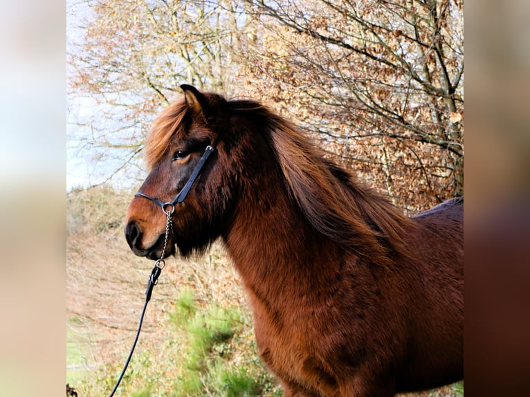Caballos islandeses Caballo castrado 10 años 138 cm Castaño in Friesenhagen