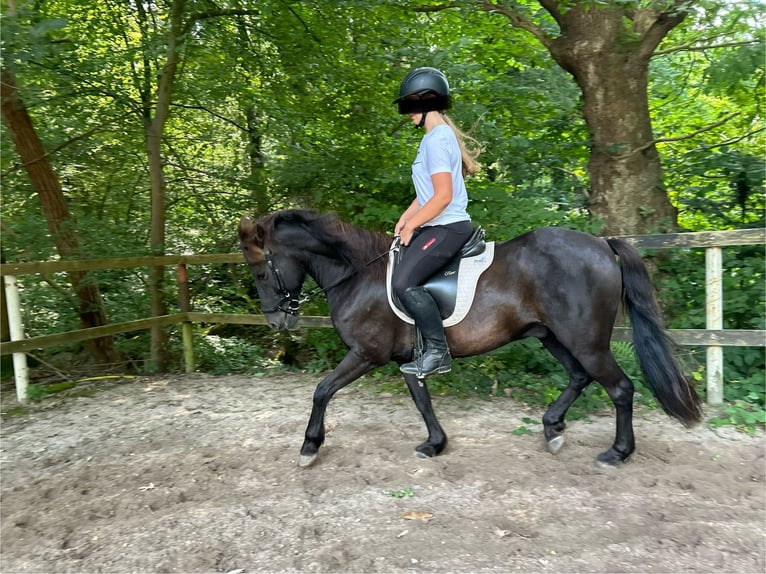 Caballos islandeses Mestizo Caballo castrado 10 años 140 cm in Oelixdorf