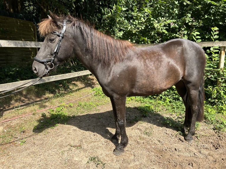 Caballos islandeses Mestizo Caballo castrado 10 años 140 cm in Oelixdorf